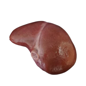 Nerka ludzka – model edukacyjny z przekrojem