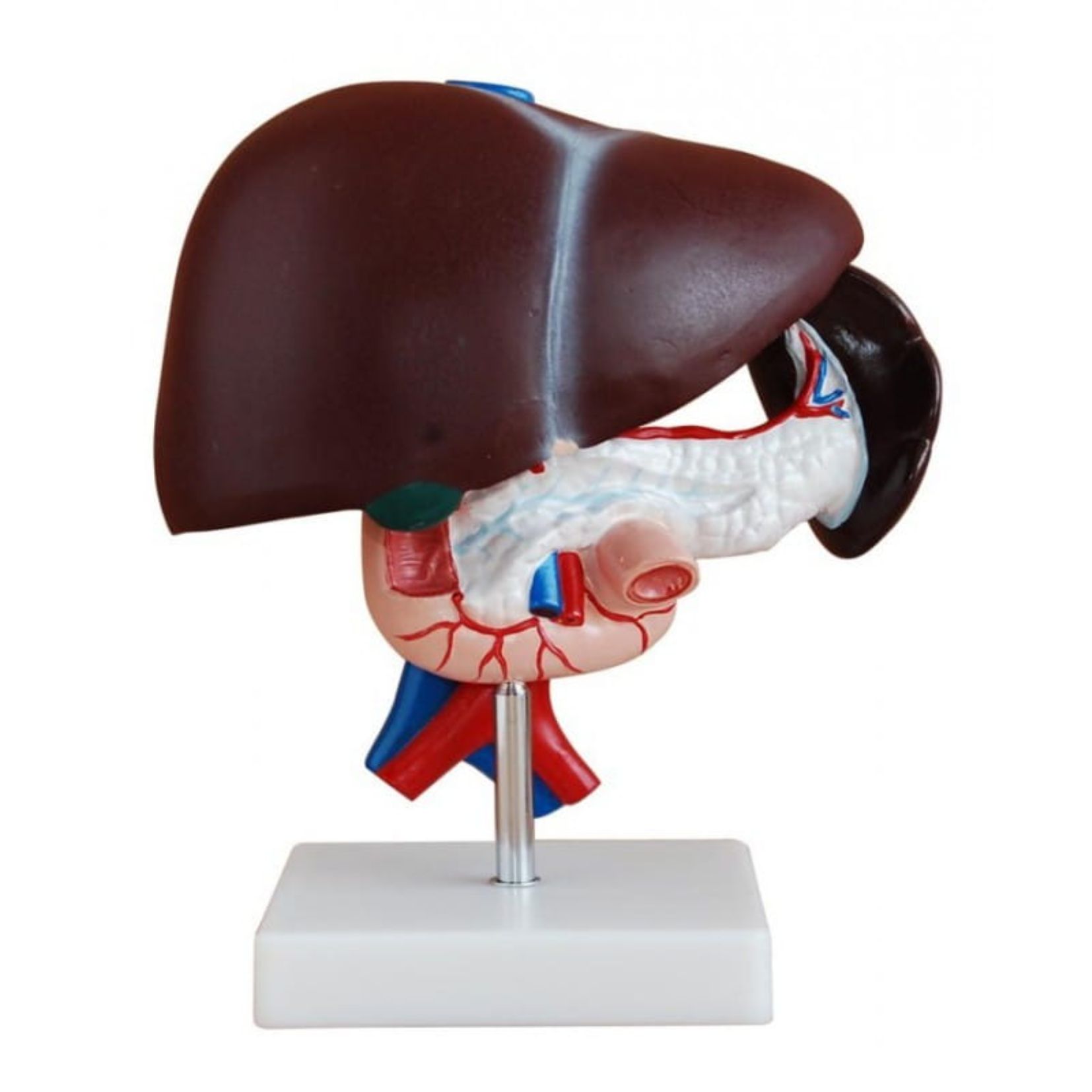 Wątroba ludzka – model dydaktyczny z realistyczną strukturą