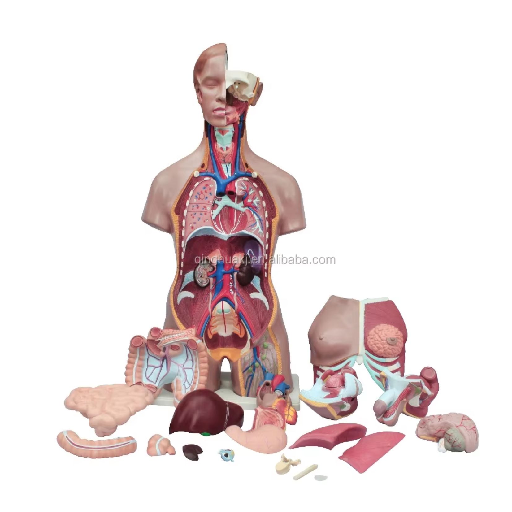 Korpus z otwartą klatką piersiową – model dydaktyczny - obrazek 2