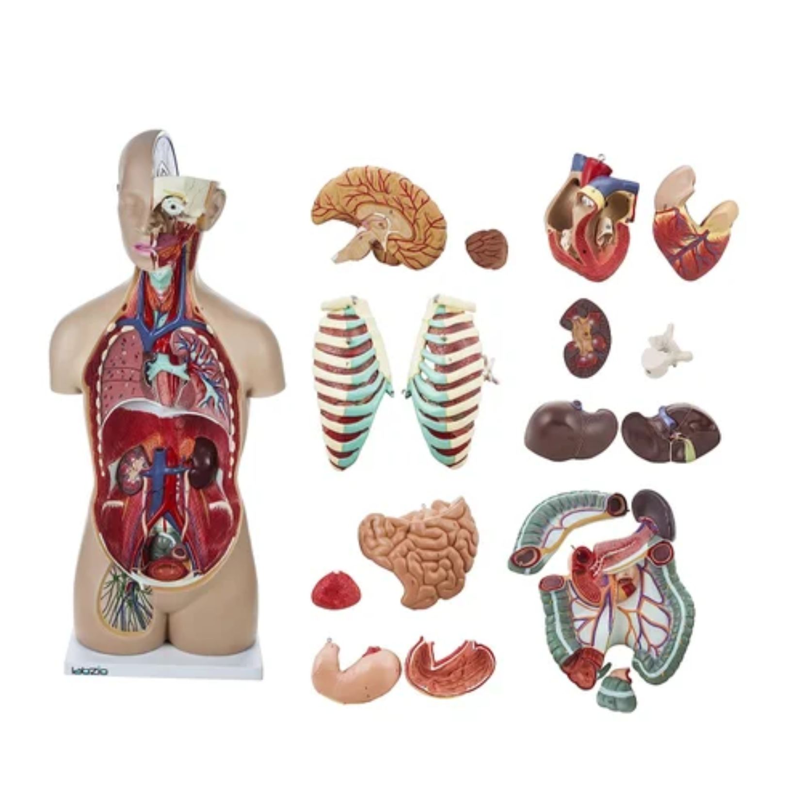 Korpus z otwartą klatką piersiową – model dydaktyczny