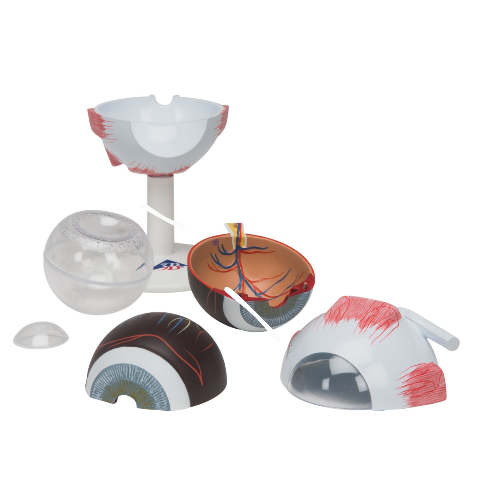 Model ludzkiego oka – rozszerzalny, warstwowy - obrazek 2