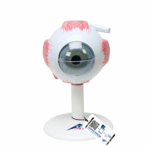 Model ludzkiego oka – rozszerzalny, warstwowy