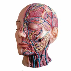 Model twarzy – do szkoleń chirurgicznych i demonstracji