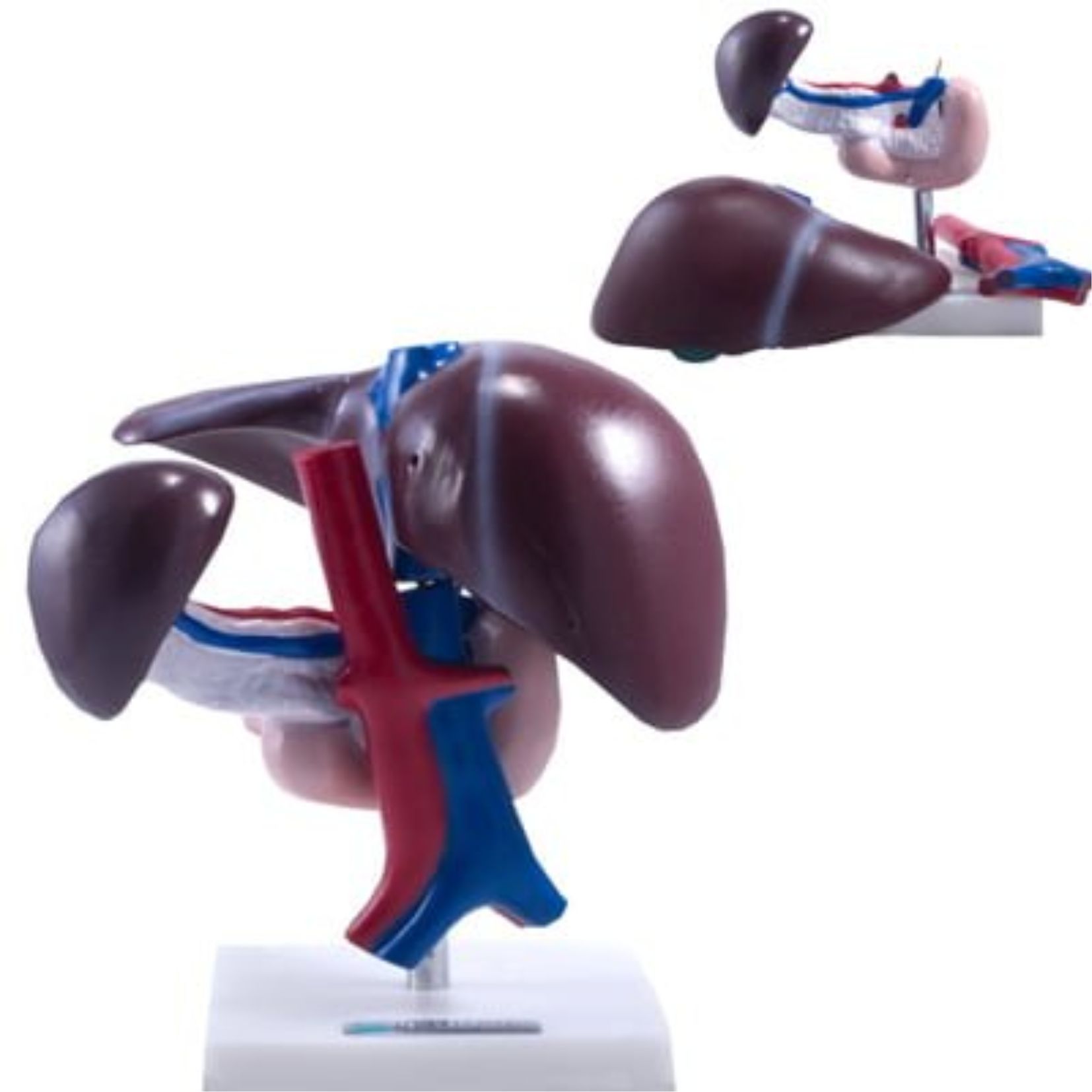 Wątroba ludzka – model dydaktyczny z realistyczną strukturą - obrazek 2