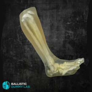 Noga balistyczna – realistyczny model kończyny