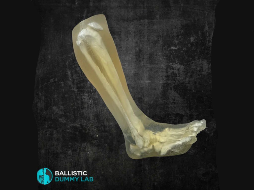 Noga balistyczna – realistyczny model kończyny