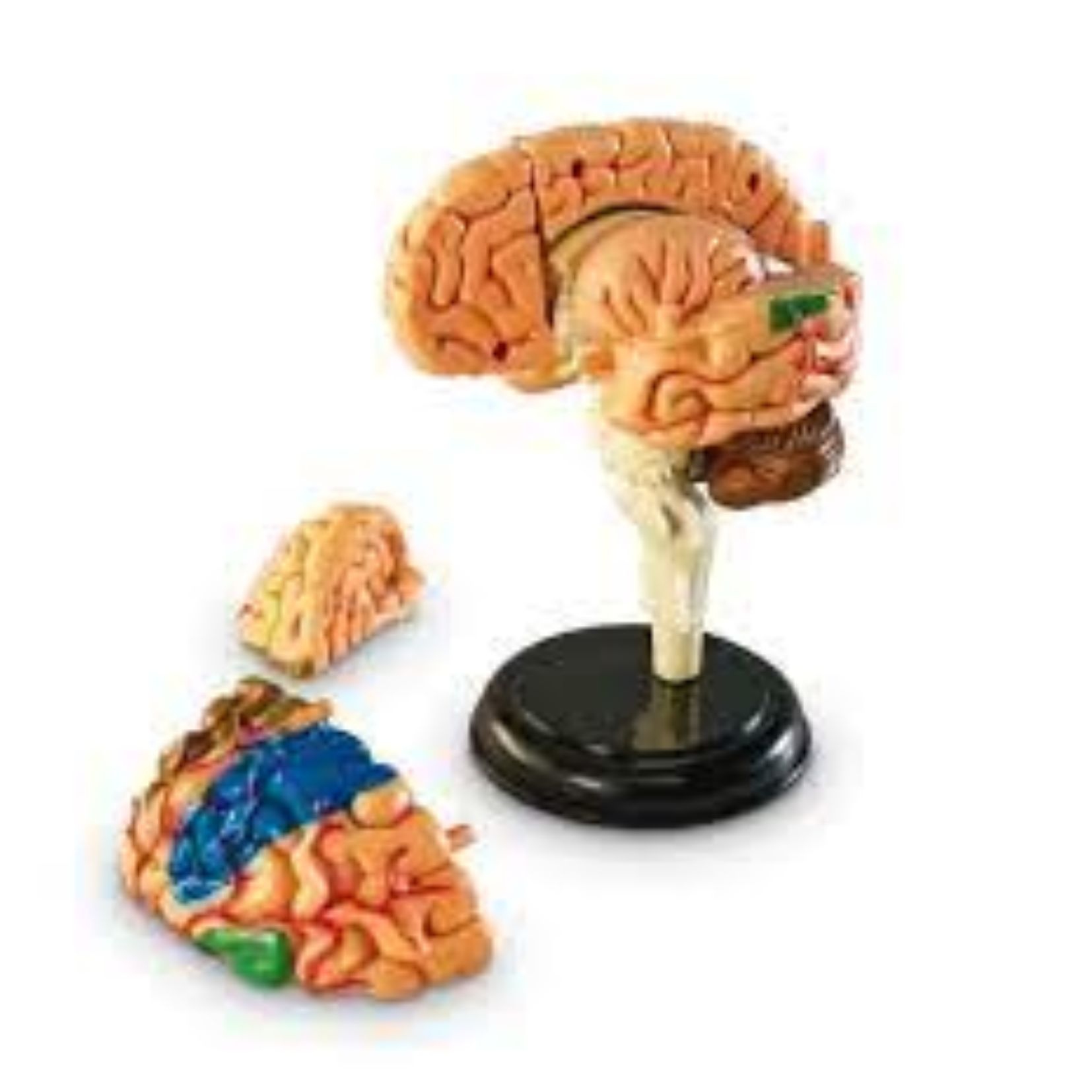 Silikonowy mózg anatomiczny – model edukacyjno-szkoleniowy - obrazek 2