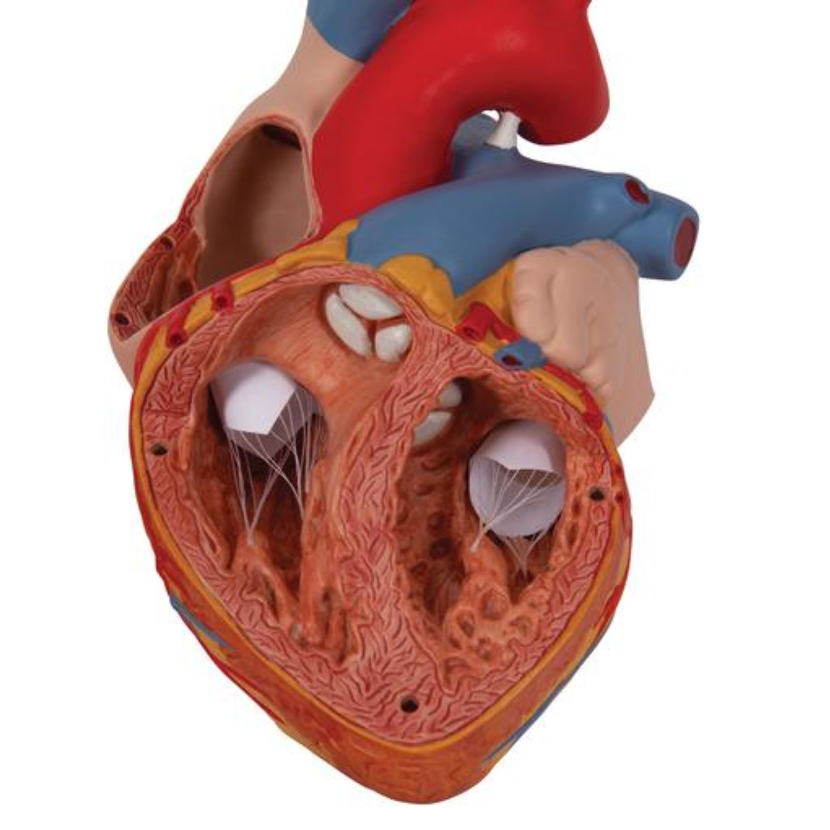 Realistyczne serce ludzkie – model do demonstracji i treningów