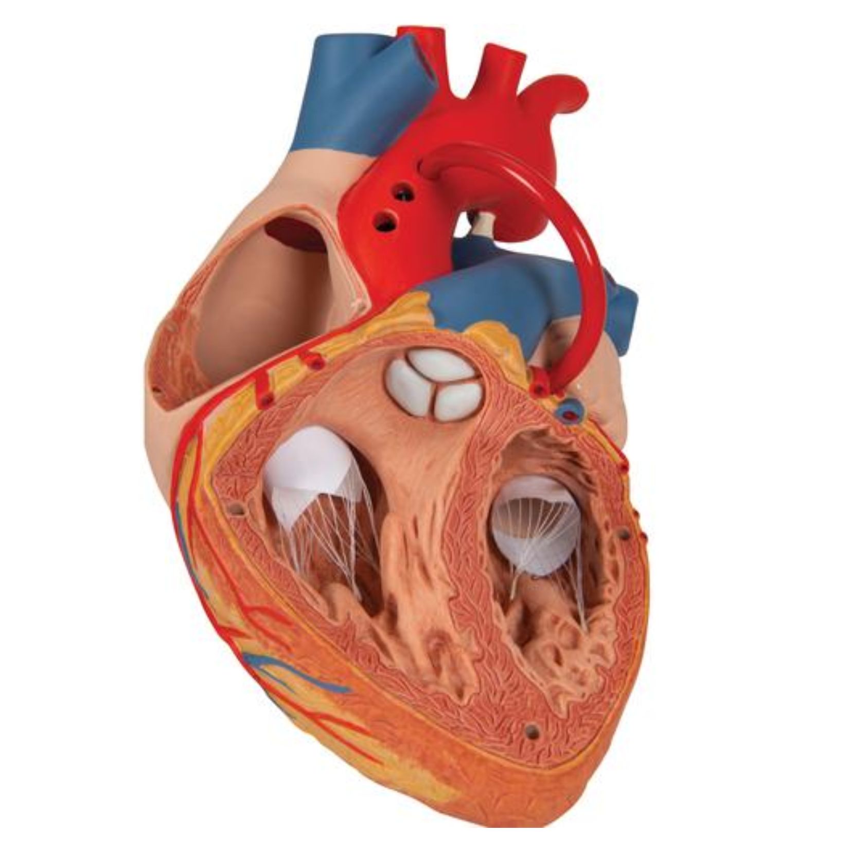 Realistyczne serce ludzkie – model do demonstracji i treningów - obrazek 3